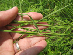 Eriochloa sericea