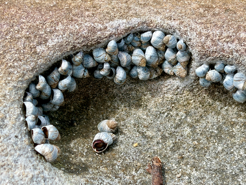 Austrolittorina unifasciata observed 2026-10-22