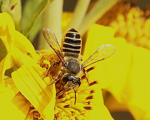 Megachile policaris