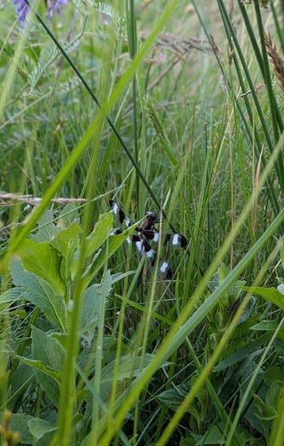Twelve-spotted Skimmer