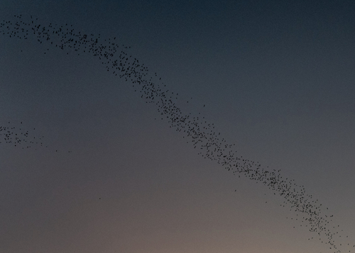 Mexican Free-tailed Bat