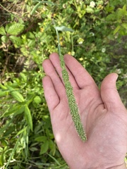 Phalaris caroliniana