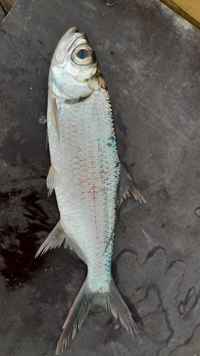 Megalops cyprinoides observed 2026-10-17