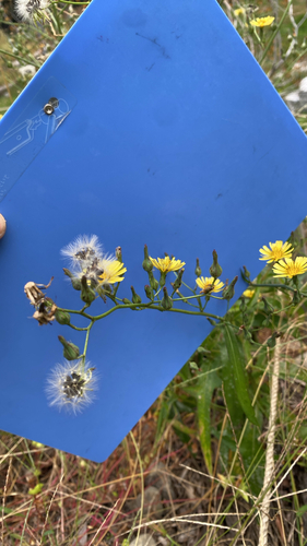 Lactuca indica observed 2026-10-22