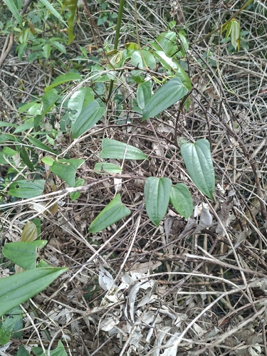 Dioscorea transversa observed 2026-10-18