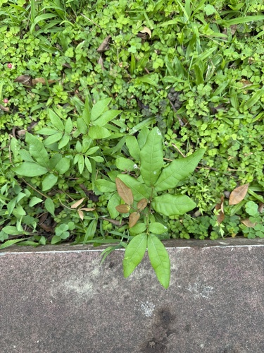 Dimocarpus longan observed 2026-10-22