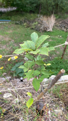 Quercus serrata observed 2026-10-22