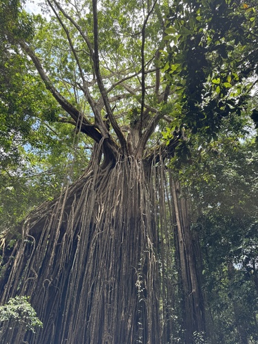 Ficus virens observed 2026-10-22