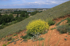 Brassica elongata