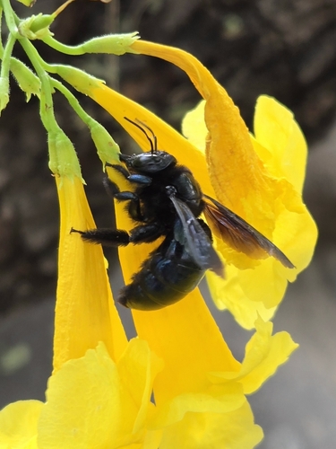 Western Carpenter Bee