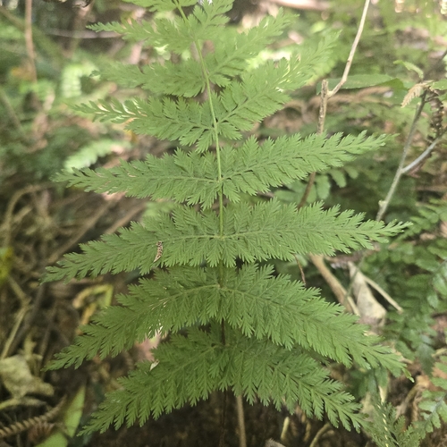 Leptopteris hymenophylloides observed 2026-10-22