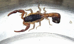 Centruroides gracilis
