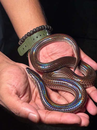 Xenopeltis unicolor observed 2026-10-21