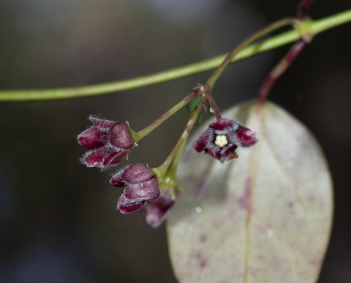 Tylophora observed 2026-10-22