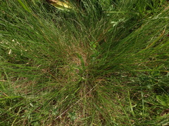 Festuca rupicola