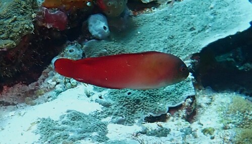 Labracinus cyclophthalmus observed 2026-10-17