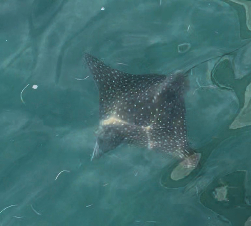 Aetobatus narinari observed 2026-10-21
