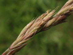 Festuca rupicola