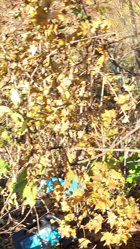 Acer pictum observed 2026-10-22
