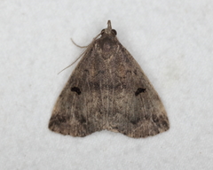 Phalaenostola hanhami