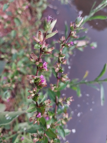 Cuphea carthagenensis observed 2026-10-21