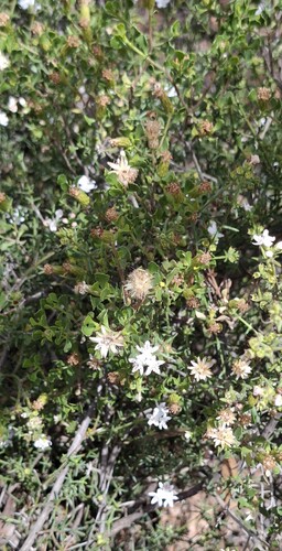 Westringia rigida, 2026-10-13