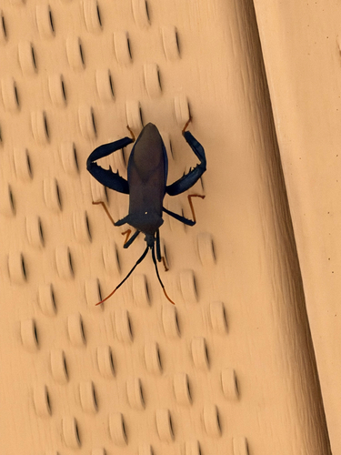 Giant Agave Bug