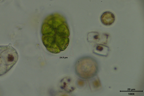 Morum observed 2026-10-21