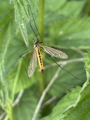 Nephrotoma appendiculata