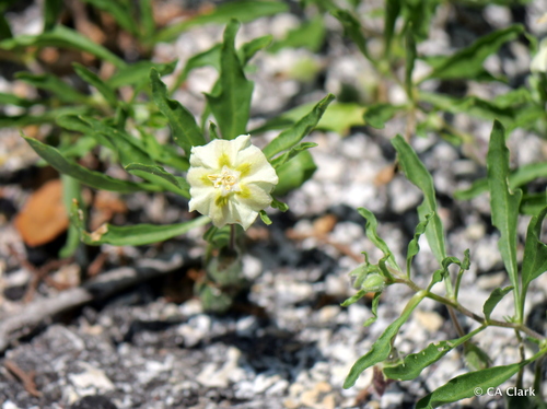 Edwards plateau five-eyes