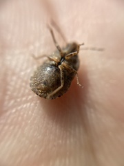 Sciocoris homalonotus