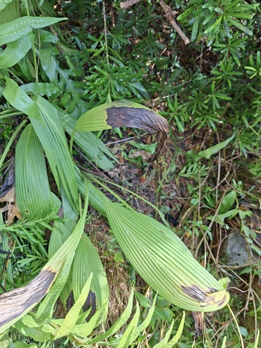 Curculigo capitulata observed 2026-10-22