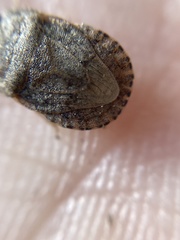 Sciocoris homalonotus