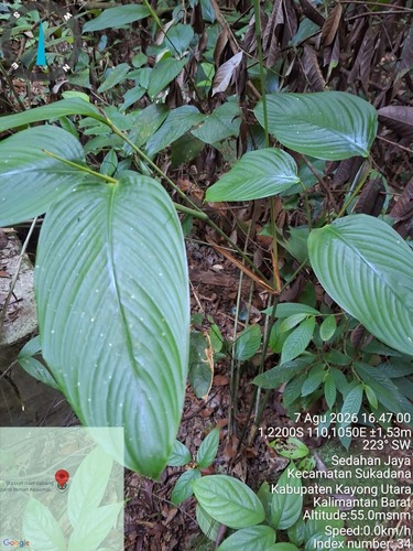 Donax canniformis observed 2026-10-22