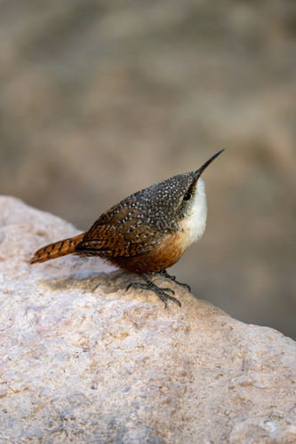 Canyon Wren