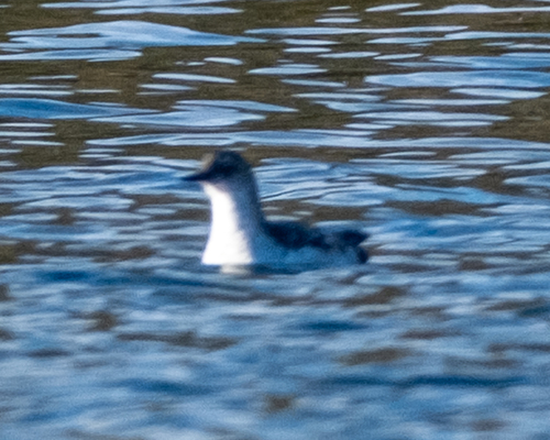 Cepphus columba, 2026-10-21