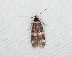 Oegoconia deauratella