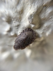 Sciocoris homalonotus