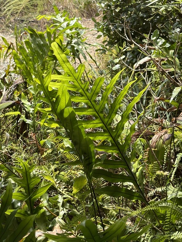 Microsorum scolopendria observed 2026-10-22