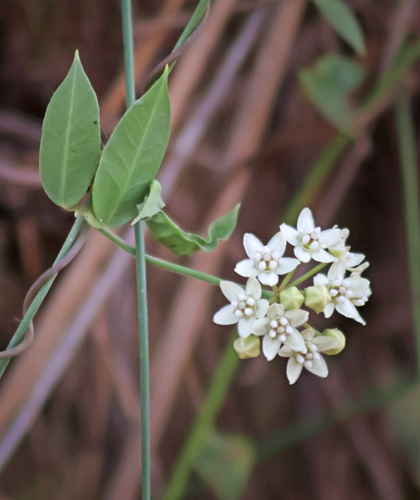 Funastrum clausum, 2026-10-21
