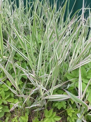 Phalaris arundinacea picta
