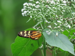 Mechanitis polymnia lycidice