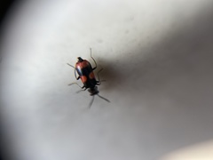 Anthocomus fasciatus