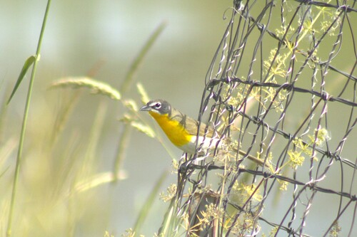 Yellow-breasted Chat