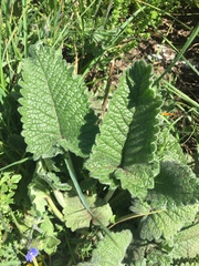 Stachydeae
