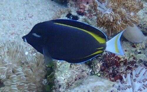 Acanthurus nigricans observed 2026-10-20