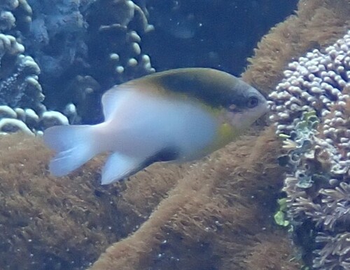 Dischistodus melanotus observed 2026-10-20