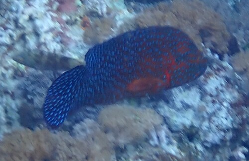 Cephalopholis miniata observed 2026-10-20
