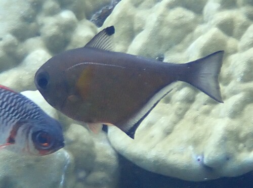 Pempheris observed 2026-10-20
