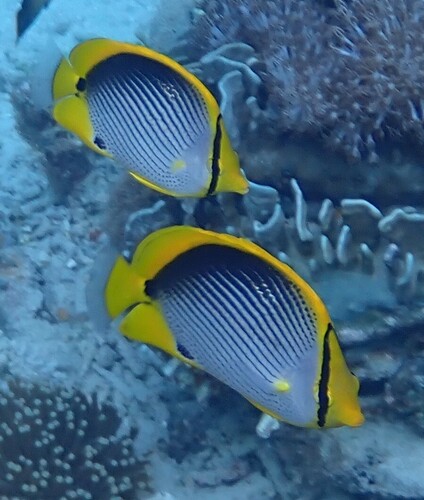 Chaetodon melannotus observed 2026-10-20